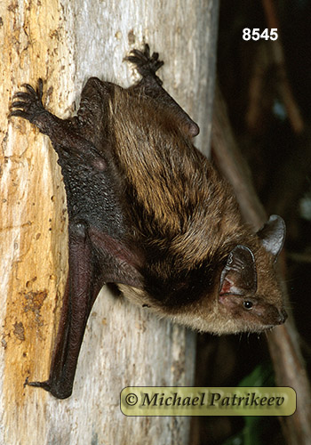 Big Brown Bat (Eptesicus fuscus)
